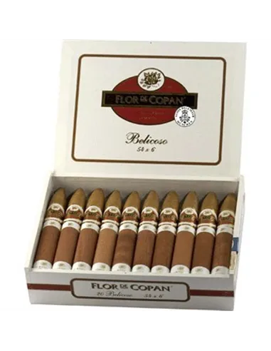 FLOR DE COPAN BELICOSO