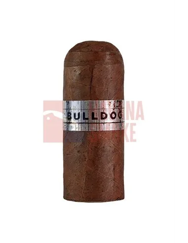 Pelo de Oro Bulldog Sun Grown